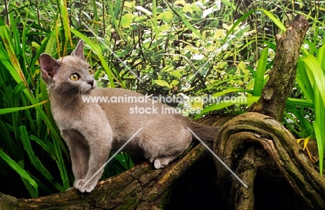 lilac Burmese kitten on branch