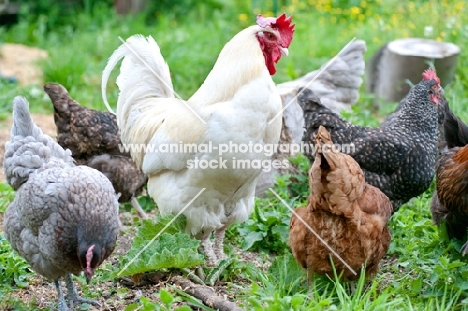 Cockerel and hens eating in the grass