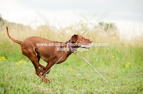 undocked Hungarian Vizsla running