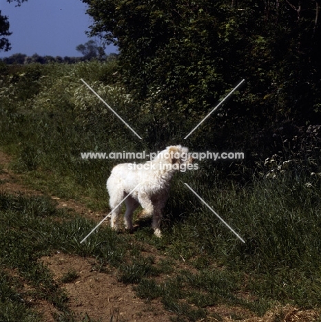 odivane francesca of nantiderri,   italian spinone with one foot up