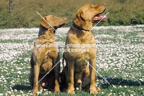 two chesapeake bay retrievers