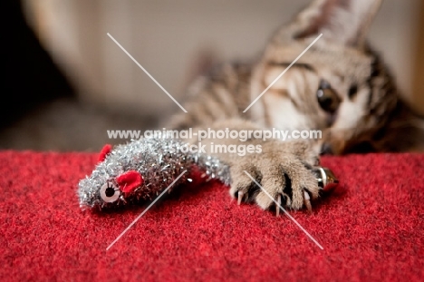 Kitten clawing at toy Christmas mouse