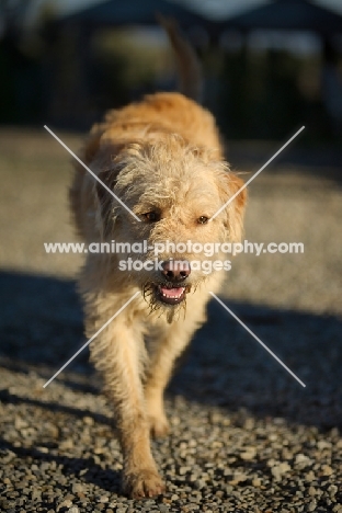 lagotto romagnolo and labrador cross walking on gravel