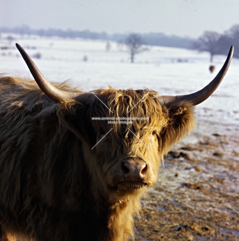 highland cow in snow scene at whipsnade