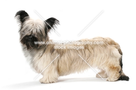 Skye Terrier posed in studio