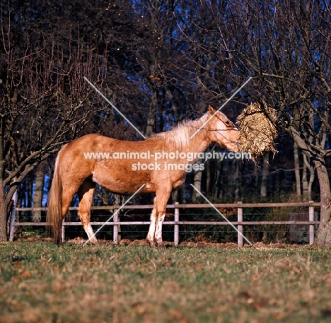 pony in winter feeding from haynet