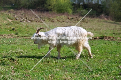 Dutch Landrace goat (aka nederlandse landgeit) walking