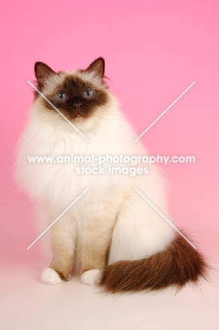 Chocolate point Birman