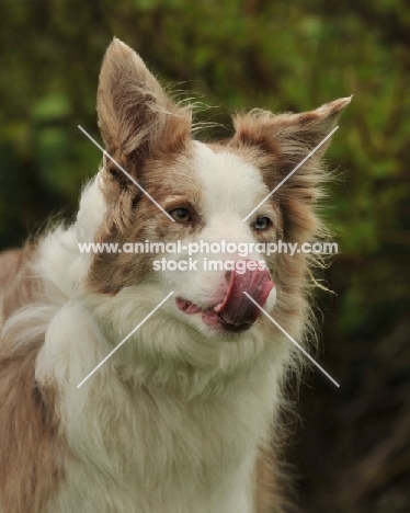 collie licking its nose