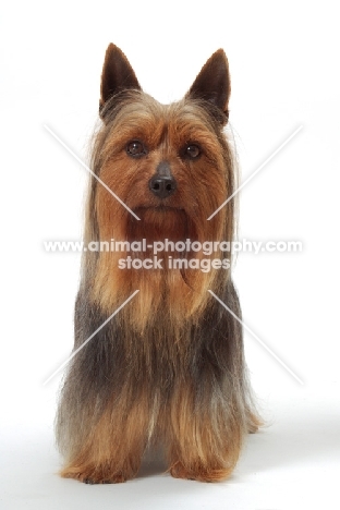 blue and tan Australian Champion Silky Terrier