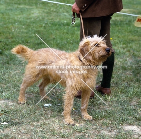 styrian mountain hound standing on grass