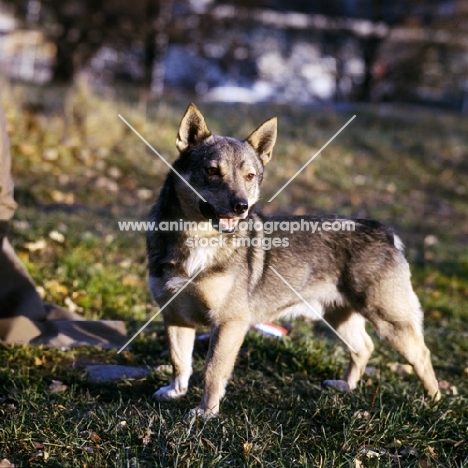 swedish vallhund in sweden