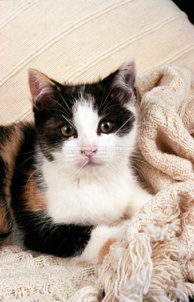 tortie and white non pedigree cat