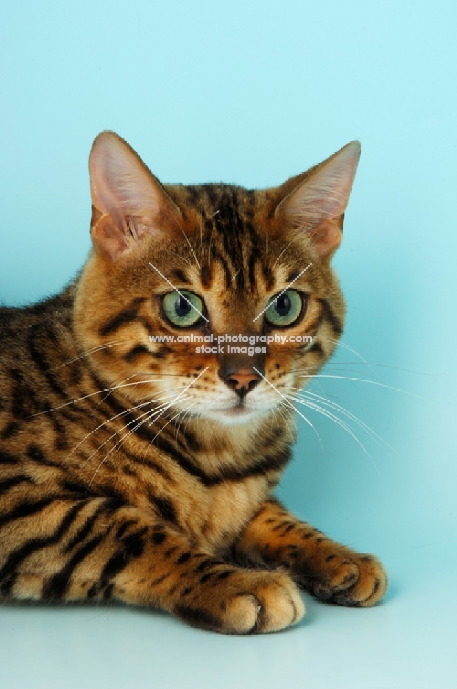 brown spotted bengal portrait