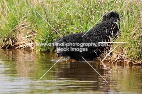 Wetterhound going into water