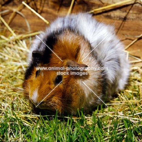 roan abyssinian guinea pig on grass with hay