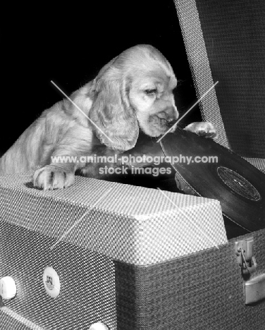 Cocker Spaniel puppy playing record
