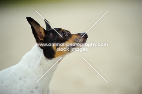 Toy Fox Terrier profile