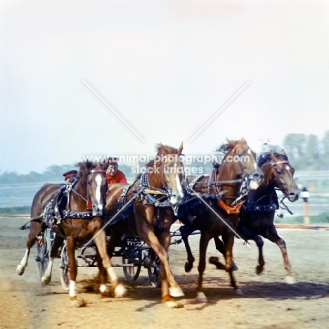 Tachanka, Four Budyonny horses in harness galloping, pulling vehicle
