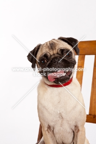 Pug looking at camera