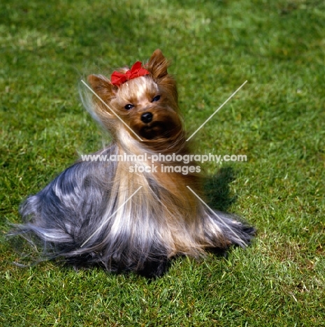 ch yadnum regal fare, yorkshire terrier with fabulous coat sitting on grass