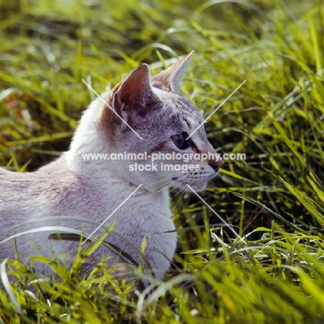 tabby point siamese cat 