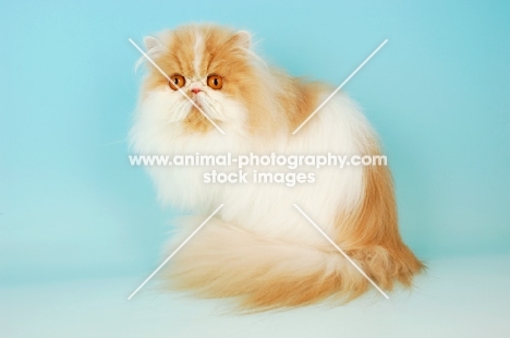 cream and white persian cat, sitting down