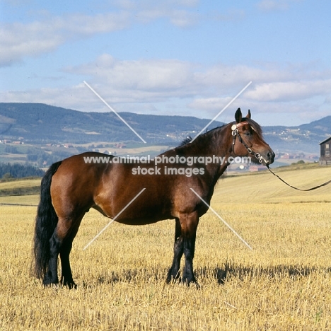 Vinvara T 1680, Døle pony in Norway full body 