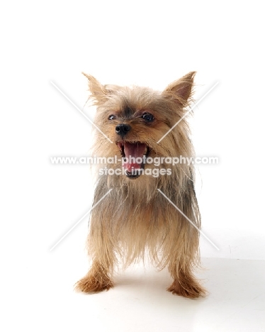 Yorkshire Terrier yawning