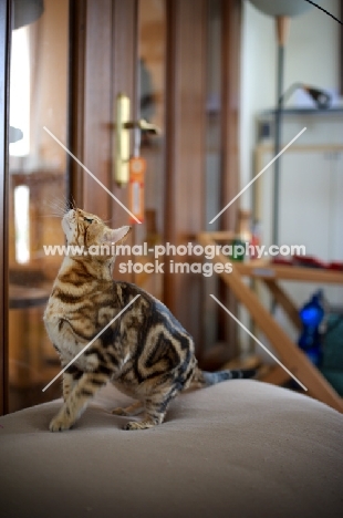 Beautiful marble Bengal looking up