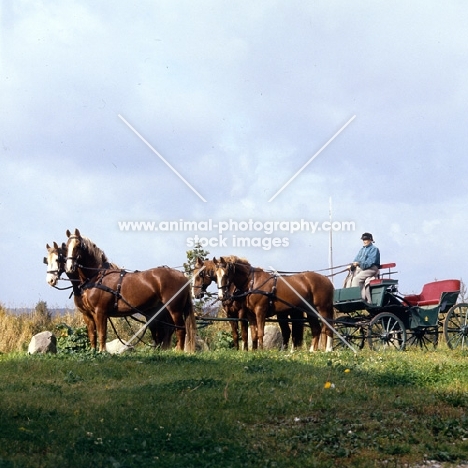 leaders Hjelm, Tito Bregneb, wheelers Martini, Rex Naesdal, Frederiksborg stallions, four in hand harnessed  to carriage in Denmark