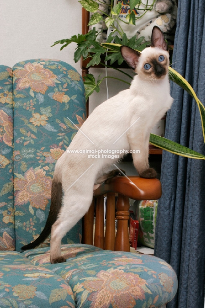 seal point Siamese cat standing on a chair