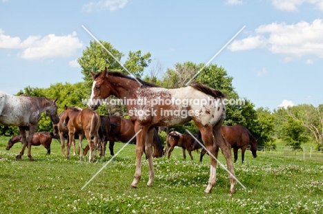 Appaloosa standing in field