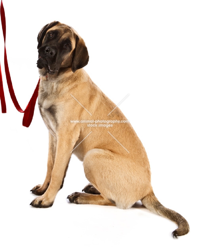 Bullmastiff