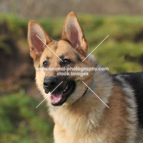 German Shepherd Dog head shot with mouth open and looking towards camera