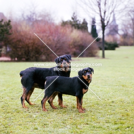 german champion rottweiler and her puppy looking at camera