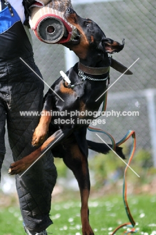 Dobermann attacking