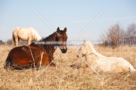 Morgan horses lying on field