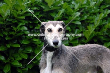 Lurcher near greenery, all photographer's profit from this image go to greyhound charities and rescue organisations