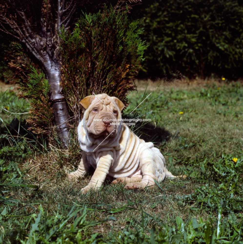 shar pei pup near tree