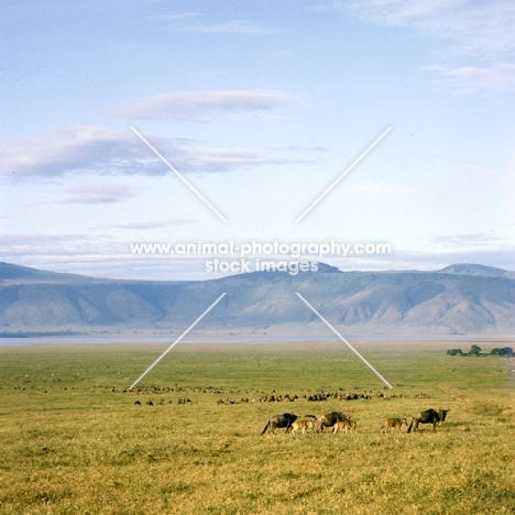 wildebeest with young in ngoro ngoro crater