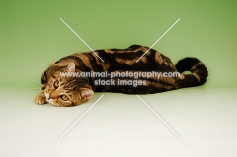 brown tabby british shorthair cat