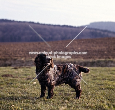 racker von kranichsee,  wachtelhund standing on grass looking back