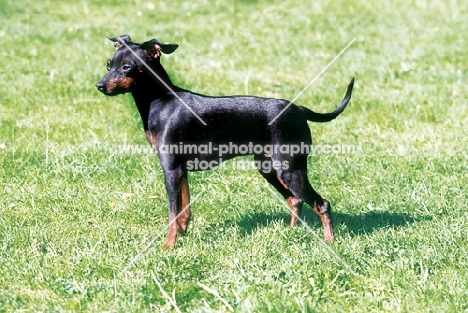 Champion Miniature Pinscher, black and tan colour