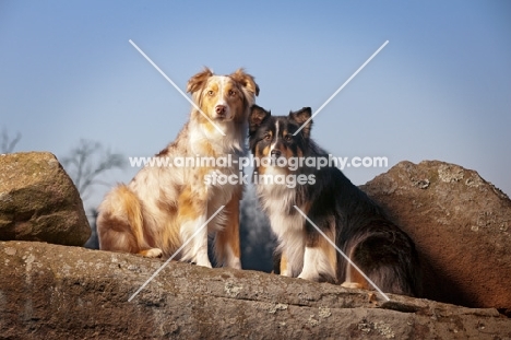 Australian Shepherd Dogs