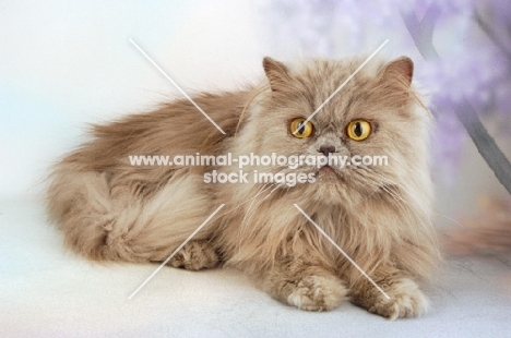 lilac Persian cat on patel background