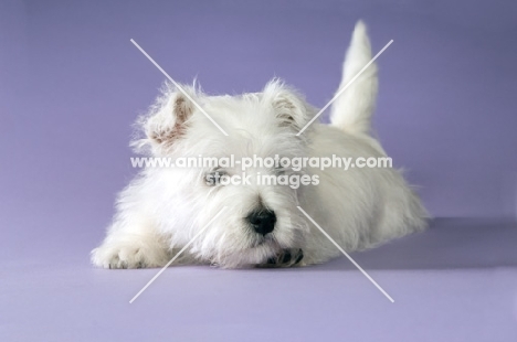 West Highland White puppy resting on purple background