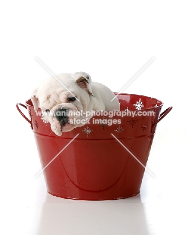 Bulldog puppy in bucket