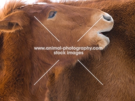 Suffolk Punch grooming another