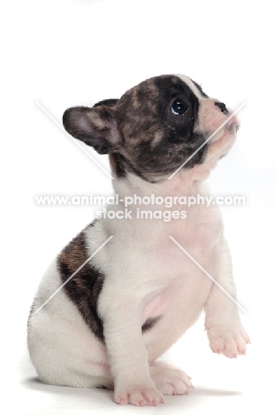 brindle and white Boston Terrier puppy, looking up